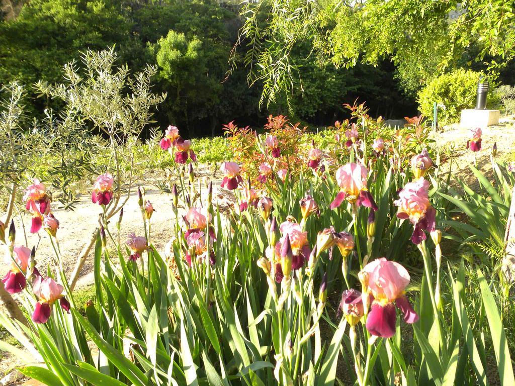 Bed and Breakfast La Bergerie Le Plan-de-la-Tour Esterno foto